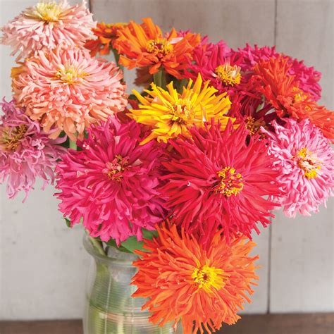 Cactus Flowered Mix Zinnia Seed Aeseeds