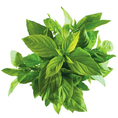 Basil Images Pictures Visuals PNG Photo