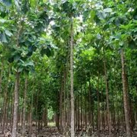 Sagwan plants in chattisgarh - India Plantation Provides all types plants in India and Abroad