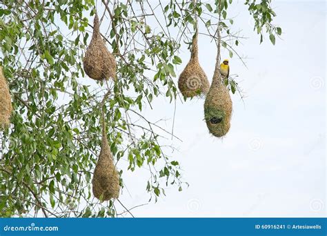 Weaver Bird Nest Royalty-Free Stock Photography | CartoonDealer.com ...