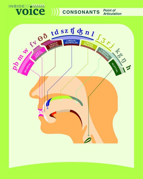 Place Of Articulation Chart