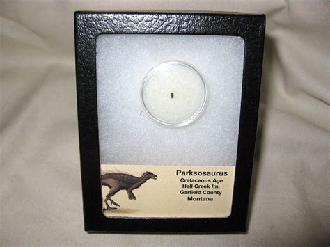 Parksosaurus Dinosaur Tooth #1 | Fossils, Dinosaur fossils, Dinosaur