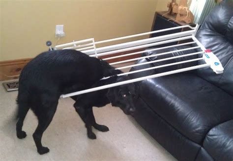 Funny Dog Fails That Will Make You Feel Bad For Laughing (16 pics)