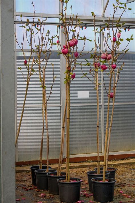 Magnolie Black Tulip Magnolia Black Tulip Günstig Kaufen