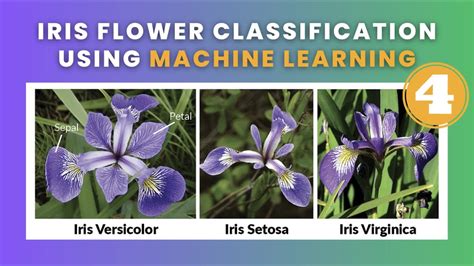 Iris Flower Classification Part 4 Data Science Machine Learning Python 2023 Youtube