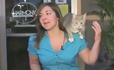 Fur Is Gonna Fly In This Supercut Of The Best Cat News Bloopers Ever