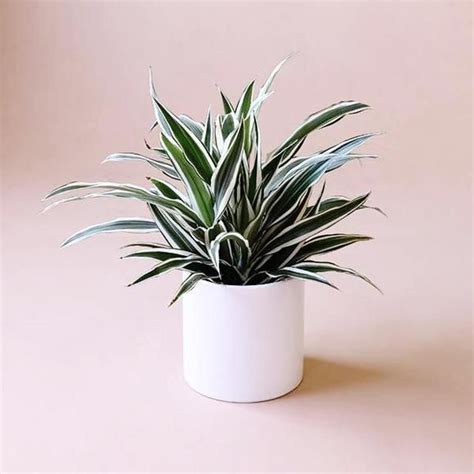 Dracaena Warneckii In 2020 Low Light House Plants Dracaena Plants