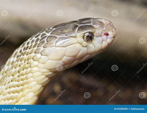 Indian Cobra Venom Snake Wallpaper Royalty-Free Stock Photography ...