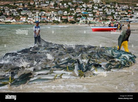 Fishermen dragging net full of yellowtail amberjack fish onto beach. Fishoek near Cape Town ...