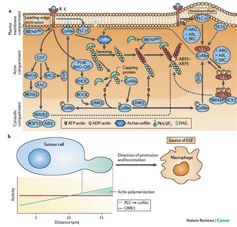 Regulation Of Chemotaxis In Tumour Cells A The Common Cofilin