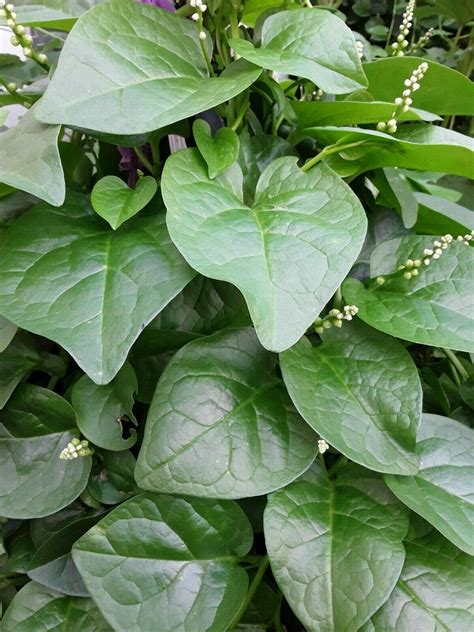 100 Organic Green Stem Malabar Spinach Alugbati Mong Toi Poi Sang