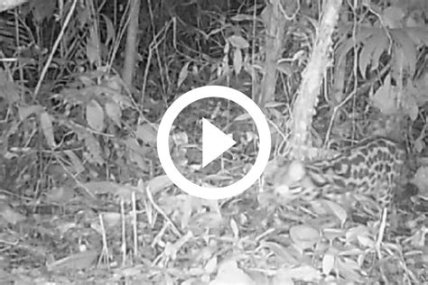 VÍDEO Ameaçado de extinção gato maracajá é flagrado em registro