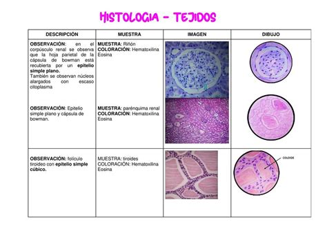 Histología Tejidos beatriz SM4 uDocz