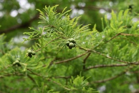 13 Different Types Of Cypress Trees You Must Know Conserve Energy Future