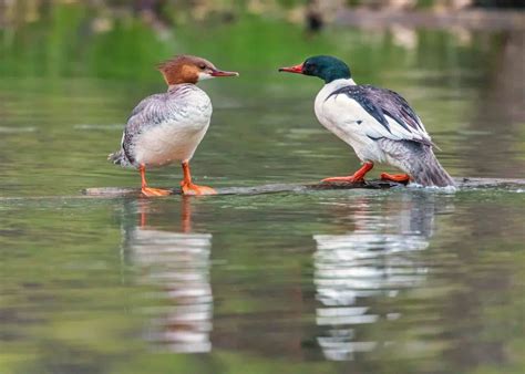 10 Majestic Birds Of Colorado Common Native Birds In State Of Co