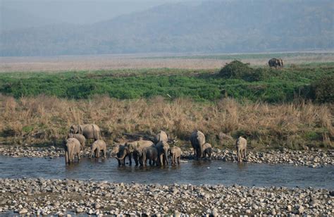 Best Jim Corbett Safari Package - ATCorbett