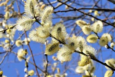 Willow Catkin Nature Winter Free Photo On Pixabay