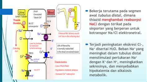 Ppt Diuretik And Antidiuretik