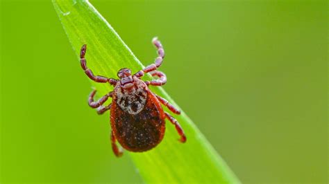 Rocky Mountain spotted fever: Symptoms, treatment and prevention - JanPost