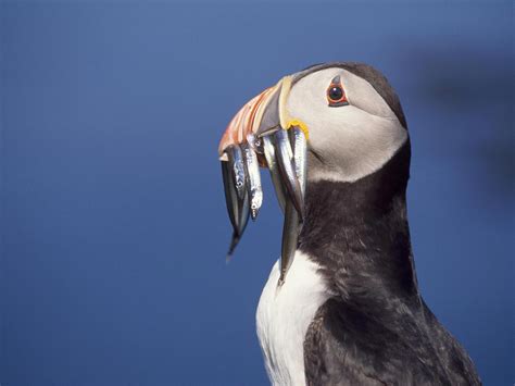 Puffins and turtle doves among four UK birds 'at risk of global ...