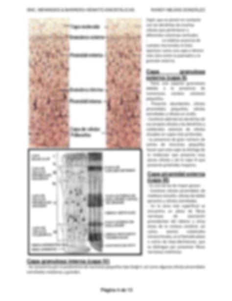 SOLUTION 1 Snc M Dula Espinal Cerebro Cerebelo Meninges Barrera Hemato