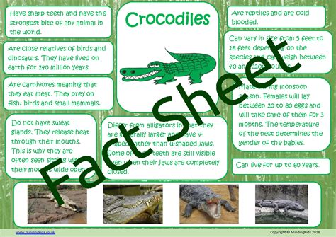 Crocodile Facts - MindingKids