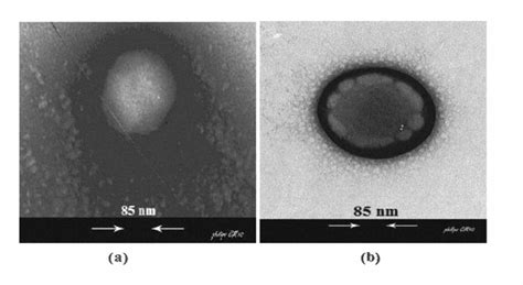 Figure 1 From Synthesis And Release Study Of Tissue Plasminogen