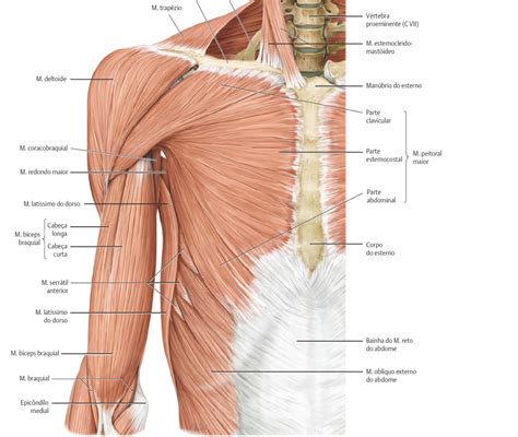 Musculos Membros Superiores Anatomia I