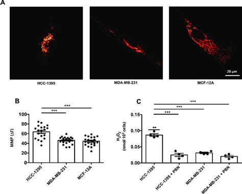 Mitochondrial Membrane Potential Mmp And Production Of Reactive