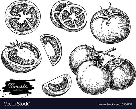 Tomato Drawing Set Isolated Tomato Sliced Vector Image