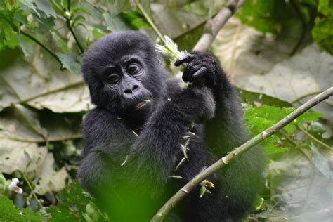 Budget Gorilla Trekking Archives Mgahinga Gorilla National Park