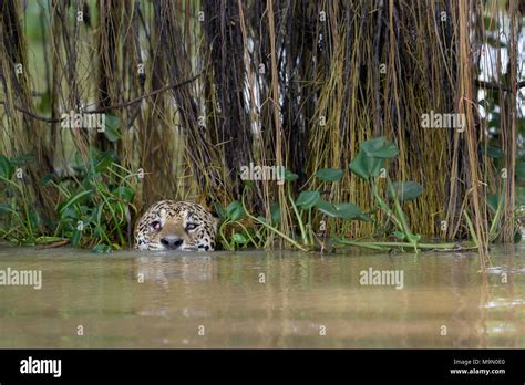 Chasse Dans La Jungle Banque De Photographies Et D’images à Haute Résolution Alamy