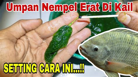 Cara Membuat Rangkaian Pancing Ikan Nila Mujair Umpan Lumut YouTube