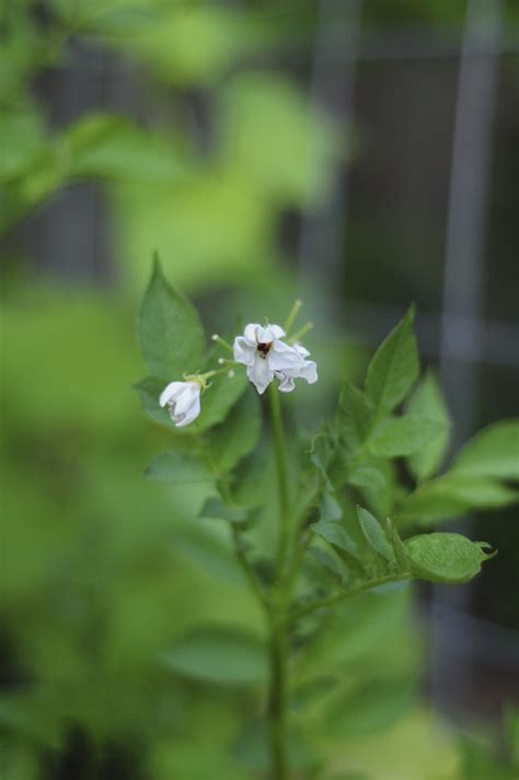 Blackberry harvest and garden pics! - Raised Urban Gardens