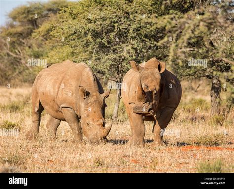 Two White Rhino In Southern African Savanna Stock Photo Alamy