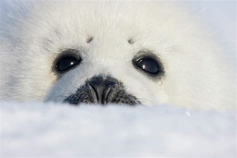 Harp Seal Pup, Close Up, Iles De La Photograph by Keren Su | Pixels