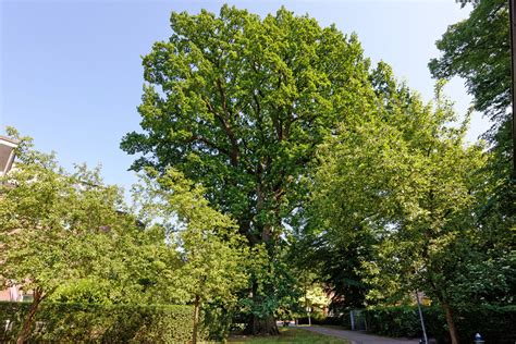 Eiche In Bergstedt In Hamburg Monumentale Eichen Von Rainer Lippert