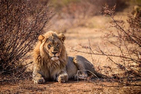 Safari Nella Riserva Di Caccia Dell Aquila Con Degustazione Di Vini