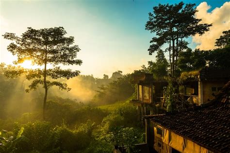 Free Photo | Sunrise over jungle