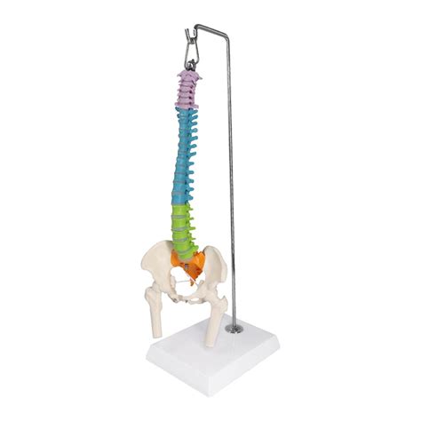 Buy WWJJLL 45 Cm Removable Flexible Spine Model Spine Lumbar Spine