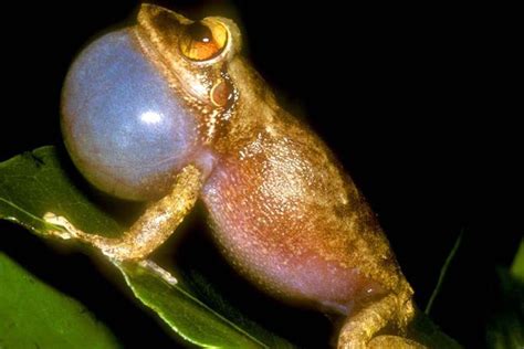 Climate change a likely culprit in coqui frog's altered calls, say UCLA ...