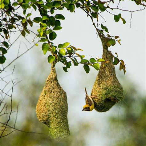 Baya weaver | Birds, Bird, Creatures