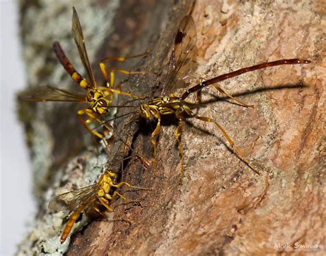 Ichneumonid Wasps Three Individuals For Comparison BugGuide Net