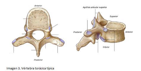 Diagrama De Vértebra Torácica Párte Ii Quizlet