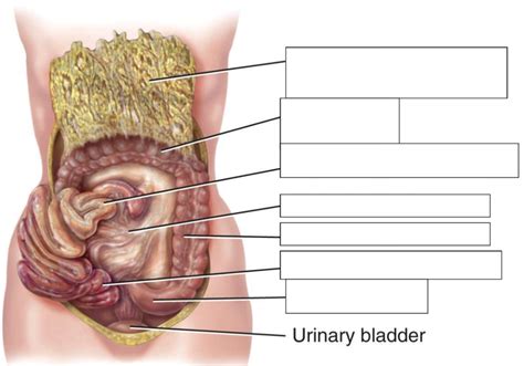 Abdomen Diagram Quizlet