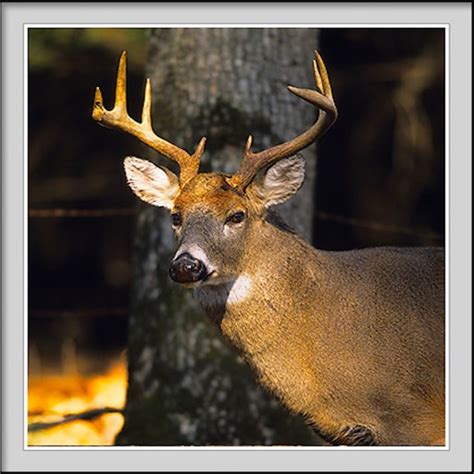 Trophy Whitetail Deer Hunting by Edge Tech