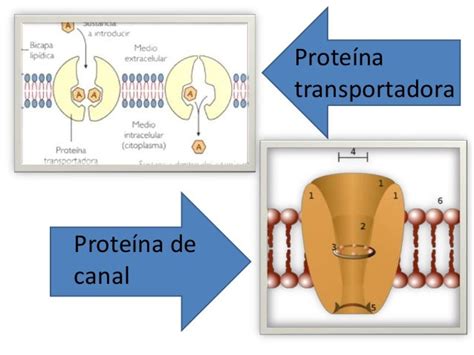 Transporte De Membrana