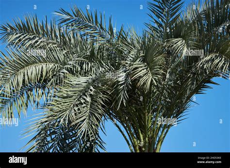 Phoenix Roebelenii Also Known As Pygmy Date Palm Foliage On A Blue Sky