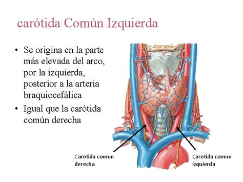 Sistema Arterial Arterias Transportan Sangre Oxigenada Desde El