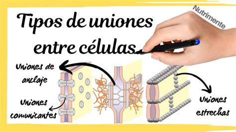 Tipos de UNIONES entre las CÉLULAS YouTube